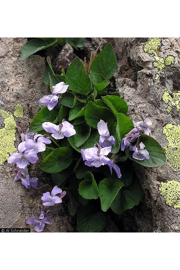 Violet - bundle of 5 plants (band pots)
